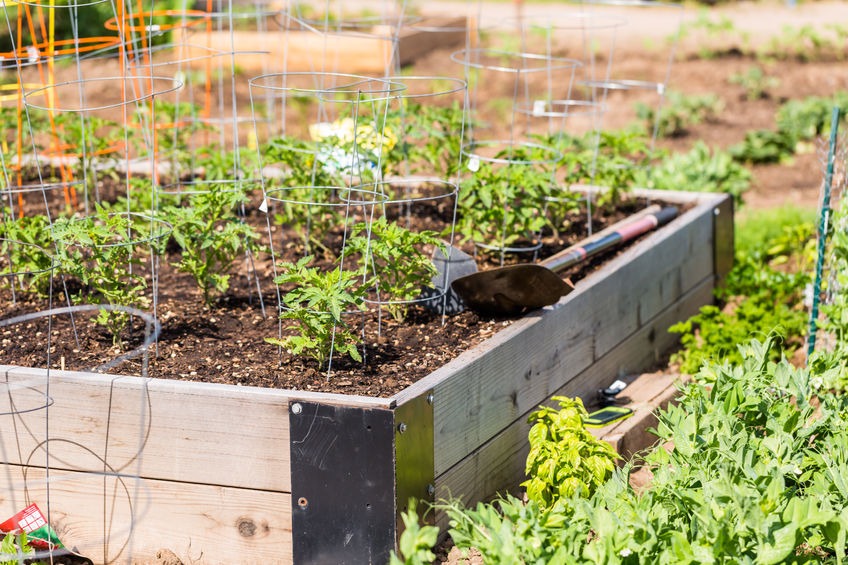 Greening up your neighborhood